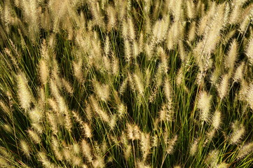 grass in the wind