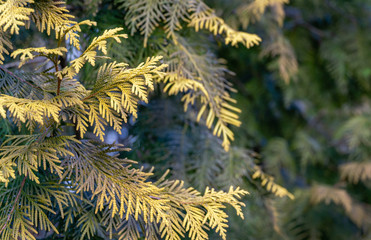Yellow-green texture of winter needles of Thuja occidentalis Aurea in sunshine on blurred green. Macro of needles as perfect natural background. Selective focus. Interesting nature concept for design