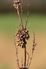 plant in winter
