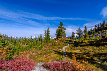 Fragment of a trail in Mount Baker Visitor Center, WA, USA.