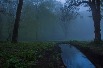 fog in the forest and puddle