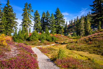 Fragment of a trail in Mount Baker Visitor Center, WA, USA.