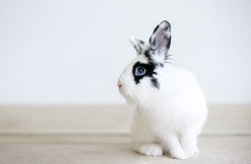 Obraz premium A black and white Lionhead mixed breed rabbit with blue eyes