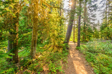 Fototapeta premium Beautiful Mountain Trail. Lightning Lake Trail at Manning Park in British Columbia. Canada.