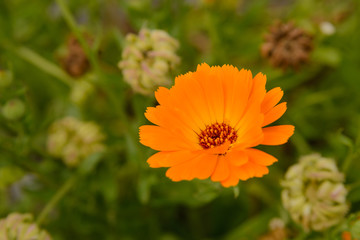 Calendula flowers and seeds grew on the road