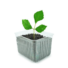 Seedling with leaves covered with water drops in plastic transparent container with soil isolated on white background. Rooting and plant propagation.  