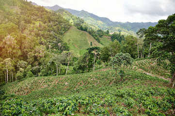 Fototapeta na wymiar Big coffee plantation