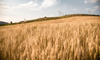 field of grain