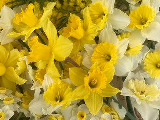 Obraz na płótnie Canvas Daffodil Yellow Flowers for women's day