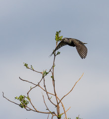 Bird Flights on the Spanish Coast!