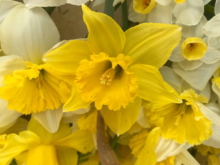 Obraz na płótnie Canvas Daffodil Yellow Flowers for women's day