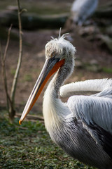 portrait of pelican standing in the grass