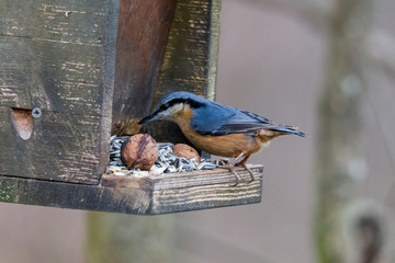 Fototapeta premium Nuthatch at a bird feeder house