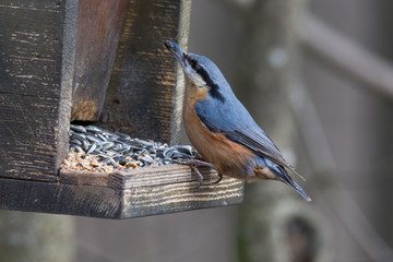 Naklejka premium Nuthatch at a bird feeder house