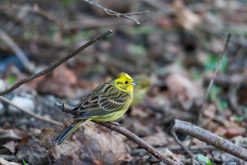 Yellowhammer looks for food on the forest floor