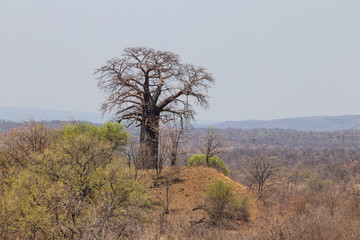 Baobab in kruger