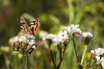 Painted Lady butterfly (Vanessa Cardui), wings closned, feeding pollen, collects nekrar from white  flowers (Limonium). Butterfly with wings, top view, summertime background