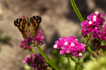 Painted Lady butterfly (Vanessa Cardui), wings closned, feeding pollen, collects nekrar from pink flowers (Limonium). Butterfly with wings, top view, summertime background