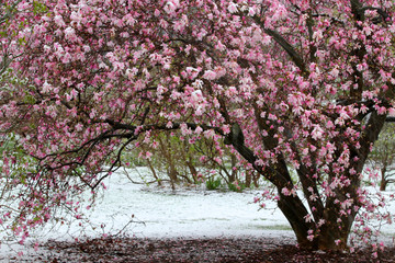 Spring time nature background with snowy garden. Close up view of pink magnolia blooming tree during unexpected snowfall in late April. Anomaly weather and climate change concept. © Maryna