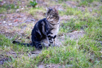 Naklejka na ściany i meble Brown tabby cat sitting in a garden. Selective focus.