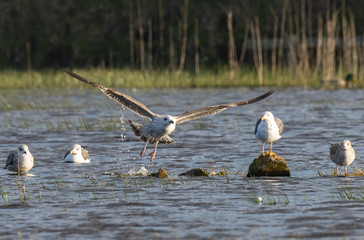 Bird Flights on the Spanish Coast!