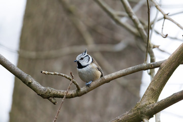 tit on a branch in the forest