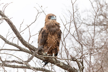 Juvenile Bateleur