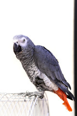Fototapeta premium parrot standing on the cage with white background