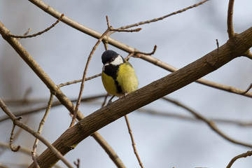 great tit on a branch near the bird feeder