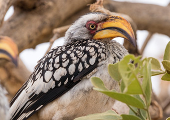 A yellow hornbill portrait