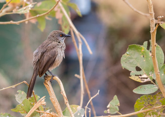 An arrow-marked babbler