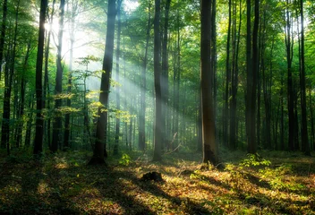 Fototapeten Schöner Sonnenaufgang im grünen Wald © Piotr Krzeslak