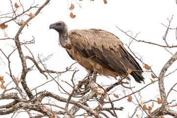 A african vulture