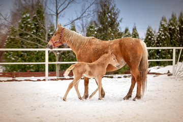 Obraz premium Cute newborn foal is standing with his mom in the snow