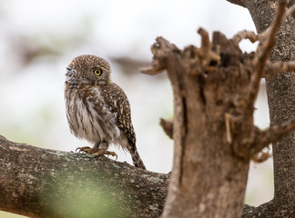 A pearl-spotted owlet