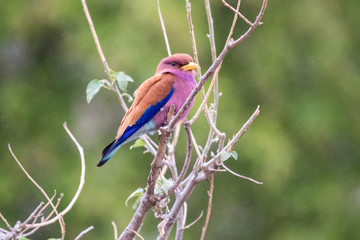 Broad-billed roller