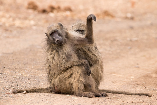 baboon grooming