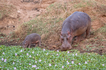 Hippo with a baby