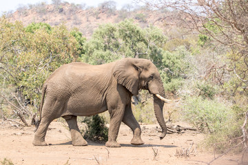 Fototapeta premium Elephant walking
