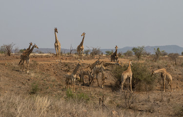 a Herd of giraffes
