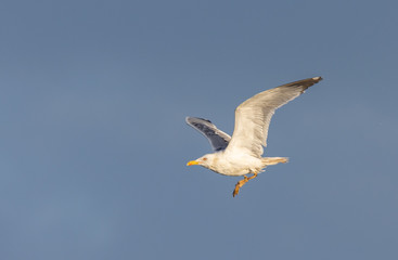 Bird Flights on the Spanish Coast!