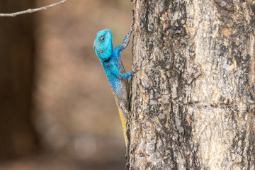 Agama male