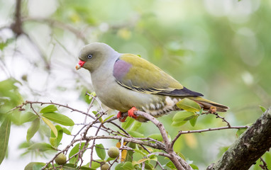 African green pigeon