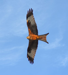 Red Kites of Wales, UK