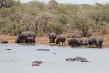 hippos