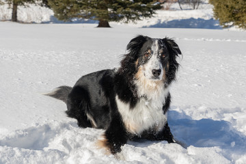 A border collie australian mix dog enjoying the snow 