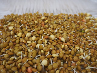 Lentil sprouts with a few days os grrowing