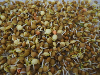Lentil sprouts with a few days os grrowing