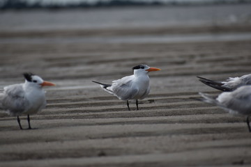 Seagulls on the beach 
