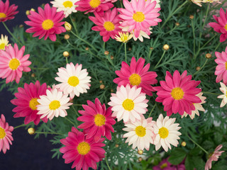 Fototapeta premium マーガレットの花